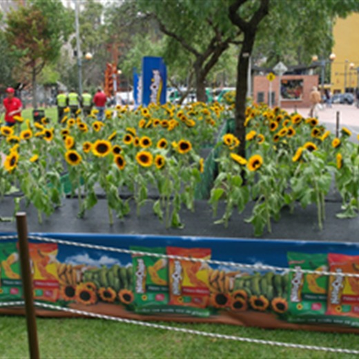 Natuchips quiso darle un regalo natural a los bogotanos