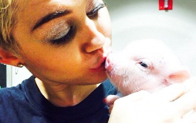 Miley Cyrus tiene nueva mascota: la cerdita Bubba Sue