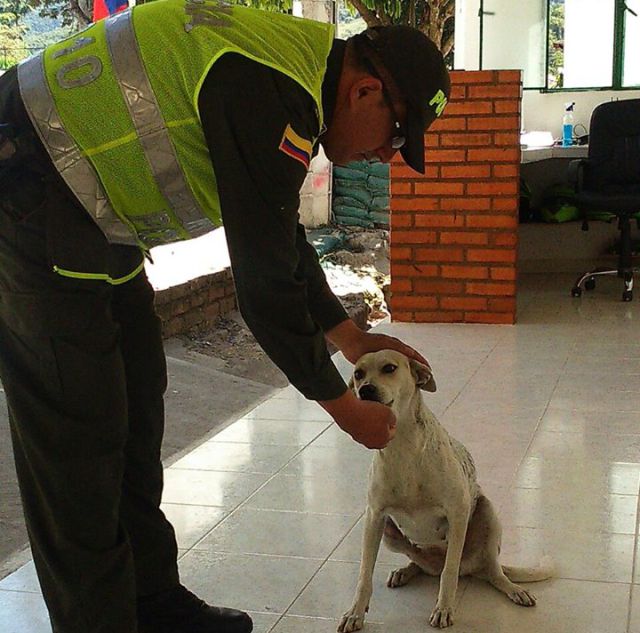 Policía salva a un perro que fue arrojado a un humedal Policía salva a un perro que fue arrojado a un humedal
