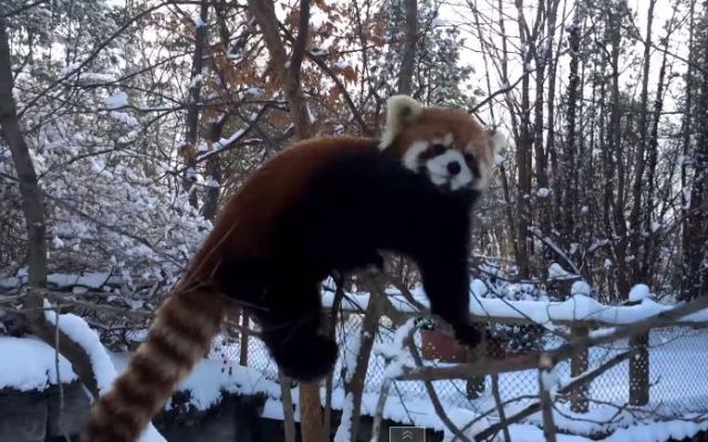 Dos pandas juegan felices en la nieve Dos pandas juegan felices en la nieve