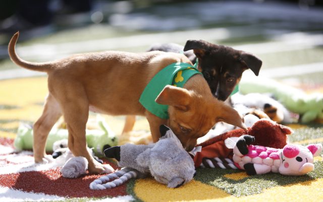 ‘Puppy Bowl’, una alternativa por si no te gusta el Super Bowl