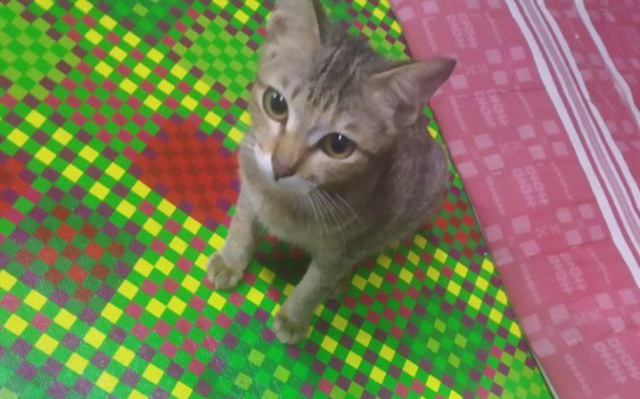 Pequeño gato dañó audífonos y recompensó a su dueño con un regalo