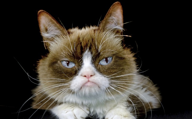 Fallece “Grumpy Cat”, gata que causó sensación en las redes