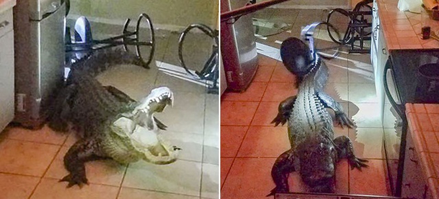 Mujer despertó y encontró un cocodrilo en su cocina