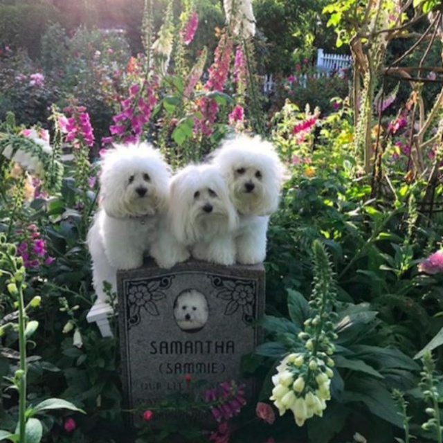 Barbra Streisand lleva a sus dos perritas clonadas a visitar la tumba de su mascota original