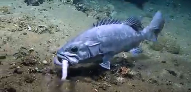 (Video viral) Miren como este gigante pez se come a un tiburón