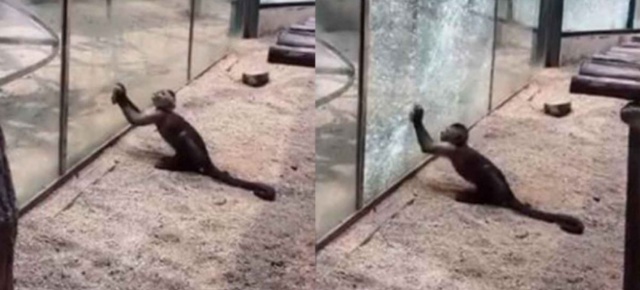 Un mono sorprende al mundo al romper un vídrio con una piedra