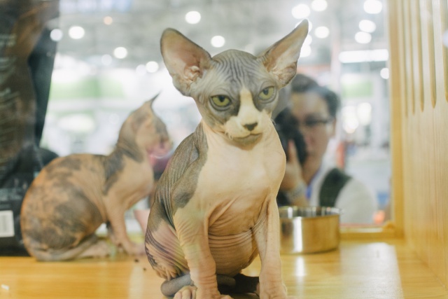 Gato que habla es viral en redes sociales