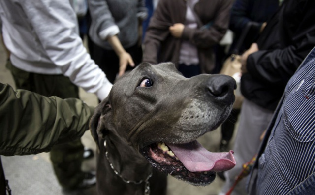 Dejaron a un perro solo y lo encontraron