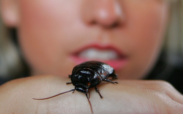 Gritó tan fuerte por una cucaracha que hasta la Policía llegó