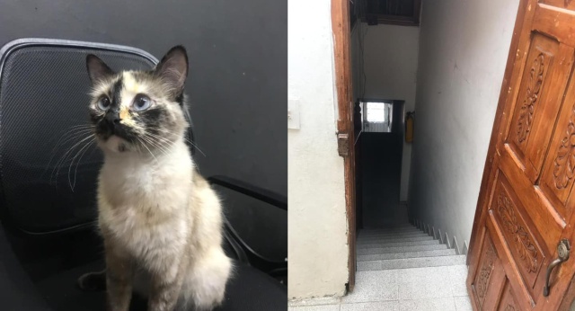 Gato salva a un bebé de caer por unas escaleras