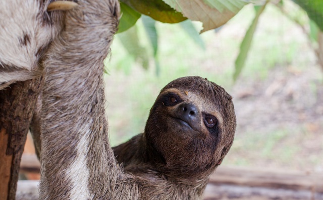 ¡Póngale cero! Actriz confunde a Oso Perezoso de peluche con un Koala