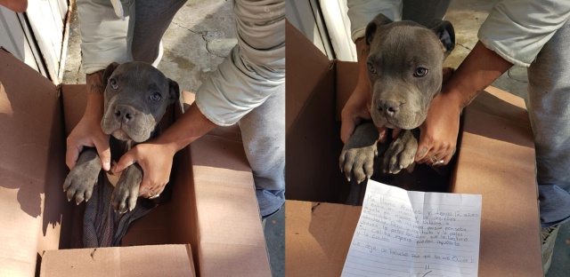 Niño da en adopción a su perro porque su papá lo maltrataba