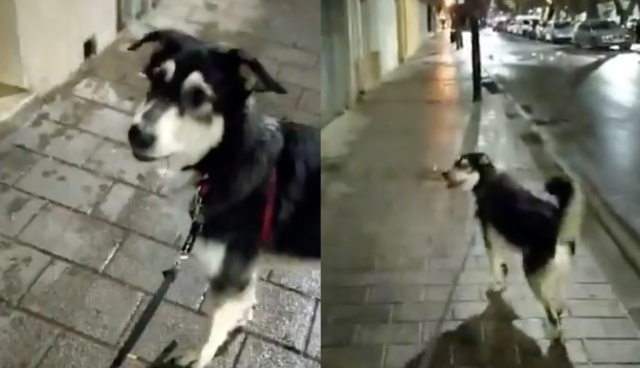 Coronavirus: un perro se alegra porque pensaba que lo aplaudían a él