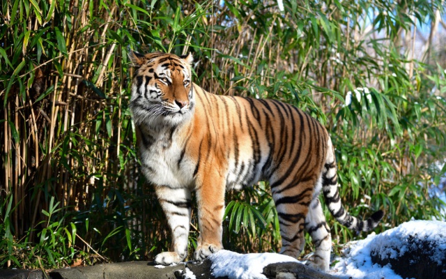 Un tigre en Estados Unidos da positivo por covid-19