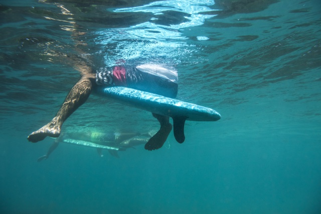 Surfista golpea a un tiburón y se salva de ser deborado
