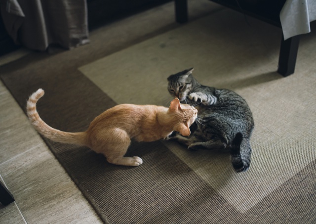 Dos gatos se pelean mientras su dueña transmitía en vivo