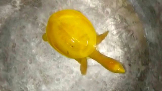 Encuentran rara tortuga completamente amarilla