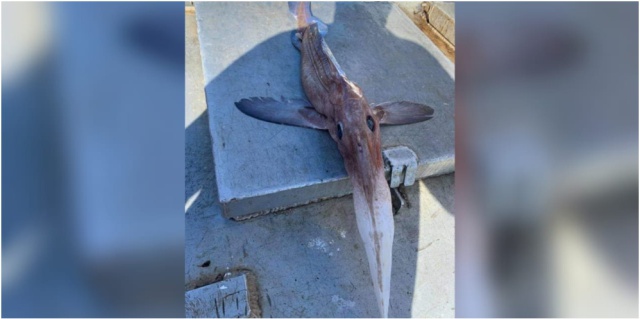 ¿Qué es eso? Extraña criatura marina hallada en Canadá aterroriza en redes