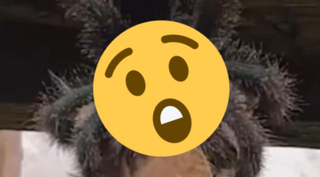 ¡Terror! El video de una araña 'gigante' devorándose a un pájaro
