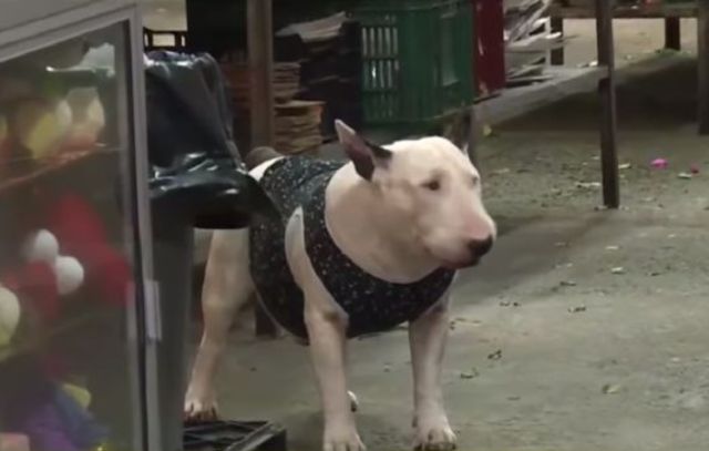 Tatán, el perro que evitó que 15 personas fueran robadas por tres atracadores