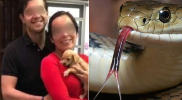 Buscan a pareja señalada de adoptar perros para alimentar serpientes