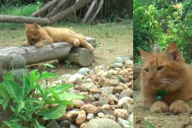 Nana, la gata que visita a su fallecido dueño todos los días en el cementerio