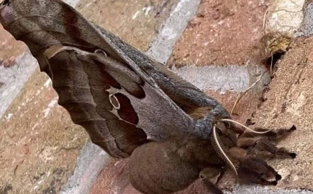 “Tarántulas con alas”, la verdad detrás de estas criaturas que causaron terror en redes