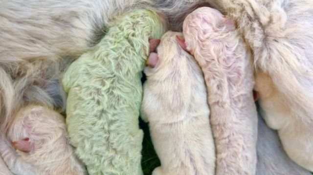El extraño caso de Pistacho, un cachorro que nació de color verde