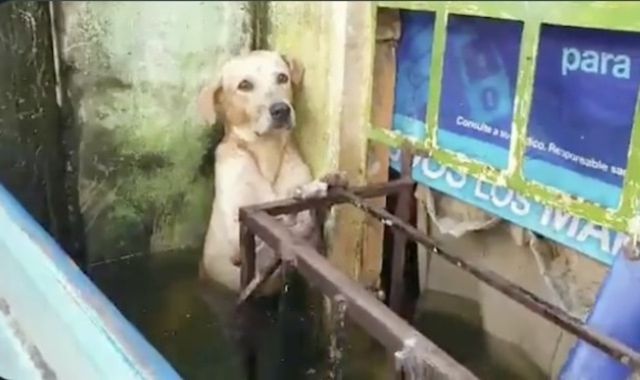 El emotivo rescate de un perrito en medio de inundaciones