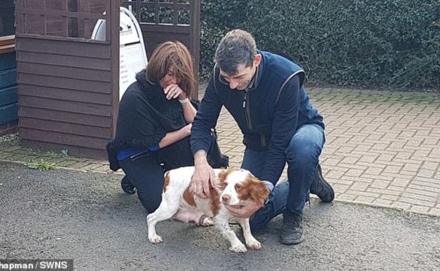 Pareja se reencuentra con su perro que se perdió hace 6 años