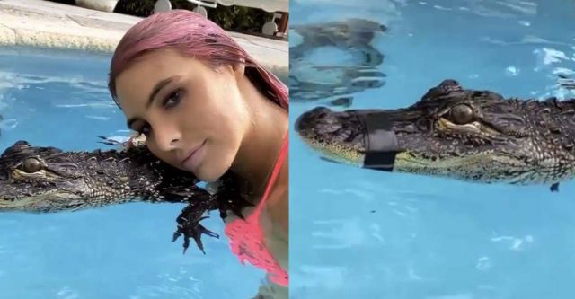 Acusan a Lele Pons de maltrato animal por nadar con un cocodrilo con el hocico amarrado