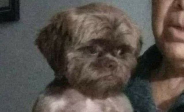 Joven denuncia que llevó a su perro a la peluquería y lo dejaron como “niño extraviado”