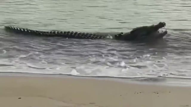 Impactante video de monstruoso cocodrilo comiéndose a 2 tiburones