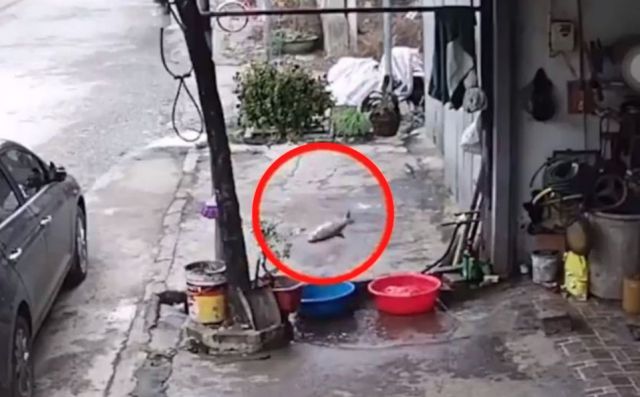 ¿Nemo? Pez evita ser comido escapando por un drenaje