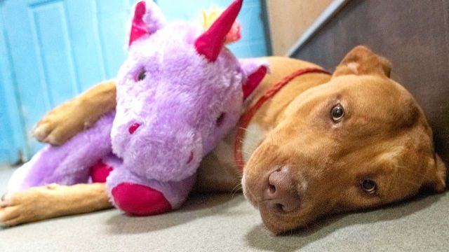 Perro callejero roba varias veces un unicornio hasta que control de animales se lo compra