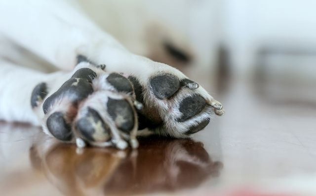 Hombre asesina cruelmente a perro que supuestamente atacó a su mascota
