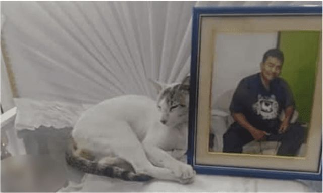 Gatito se aferra al ataúd de su dueño y se niega a despedirse de él