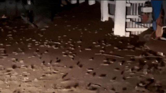 Impactantes videos de plaga de ratas devorándose cosechas australianas