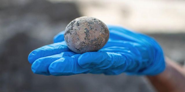 Foto EL TIEMPO/ Huevo de gallina encontrado hace mil años