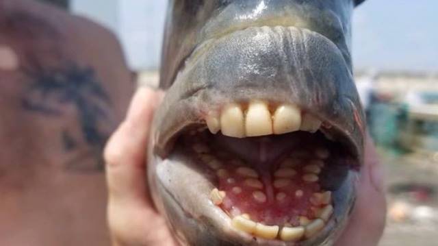 FOTOS: descubren supuesto 'pez con dientes' en Estados Unidos