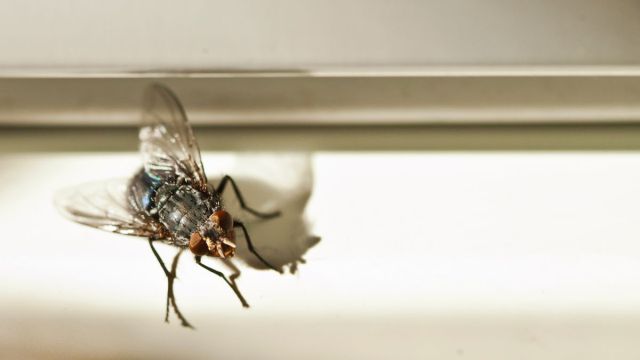 “Hoy me tragué una mosca al aire”: presentadora de noticias