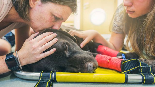 Conmovedor: Así se despidió un perrito de su humana previo a fallecer