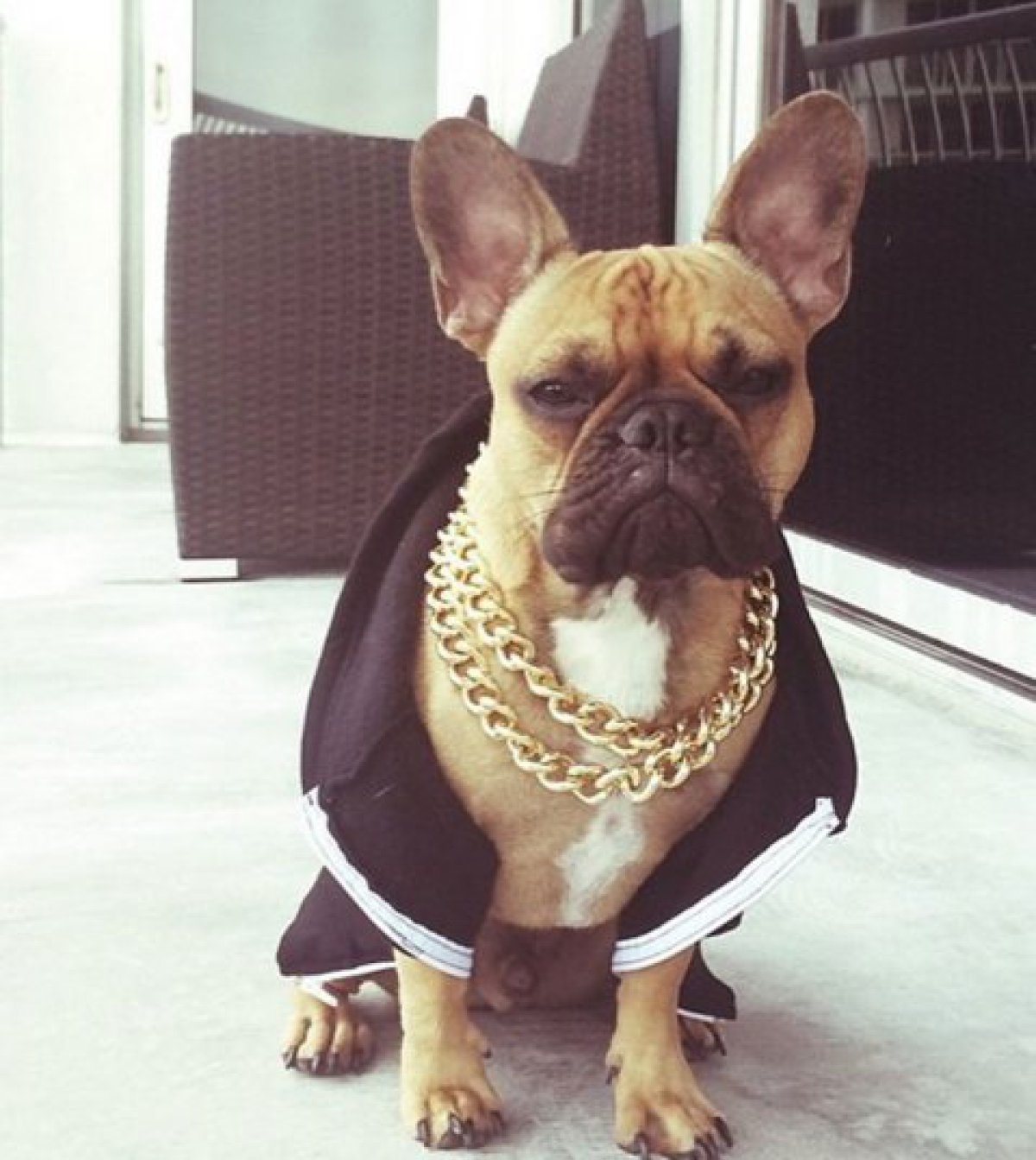 Самая богатая собака в мире. Rich dogs. Rich dogs. Собачка с деньгами. Богатая собачка.