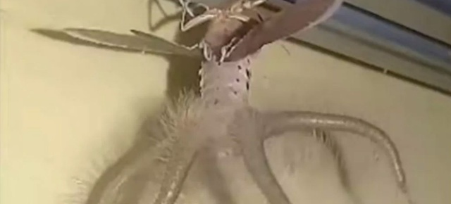 ¿Qué es esto? Aparece extraña criatura con alas y tentáculos