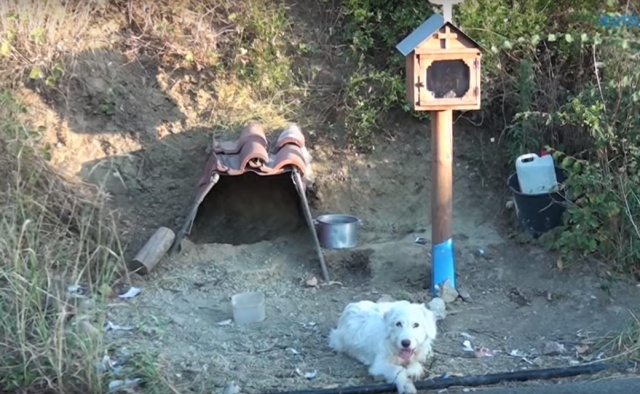 Este perro vive en el lugar donde su dueño falleció