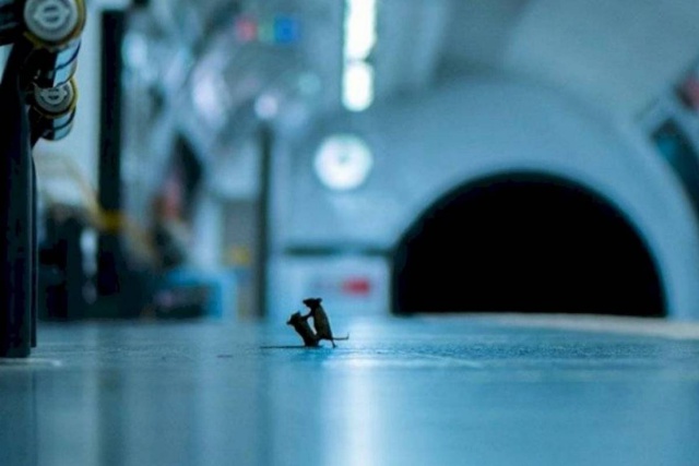 Escogen pelea de ratones en metro de Londres como la foto del año