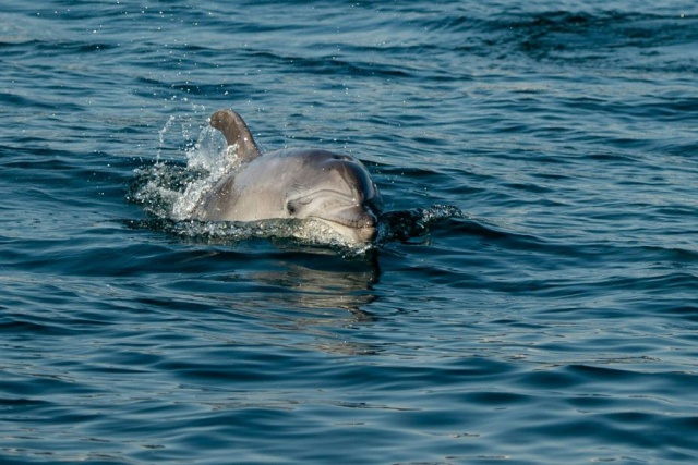 Delfines brillantes se toman la costa de California, Estados Unidos