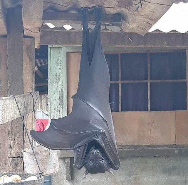 La verdad detrás de la foto del murciélago gigante que se volvió viral