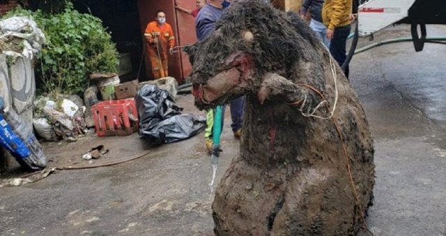 Encuentran una 'rata' gigante en las alcantarillas de México